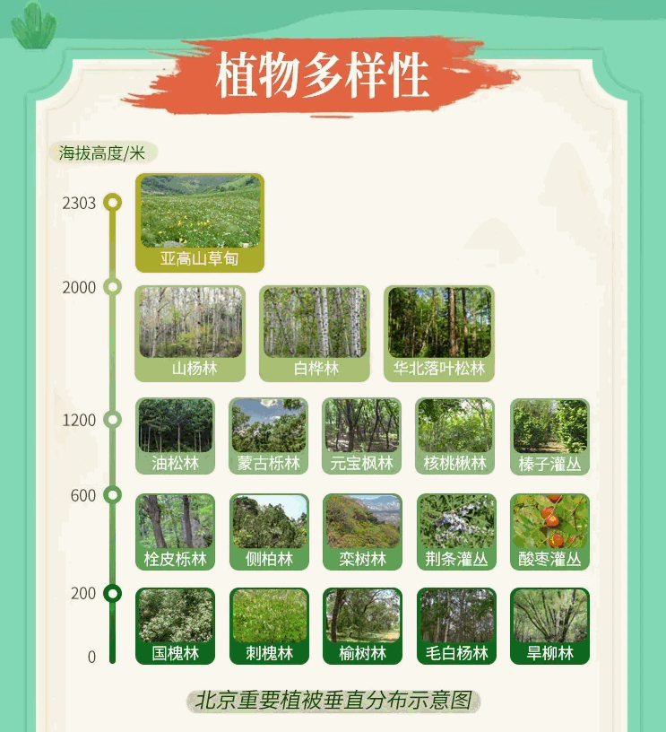 保护植物多样性北京现有的4种国家二级保护植物你熟悉多少