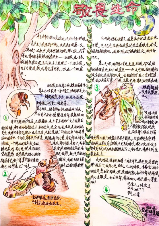 螳螂  