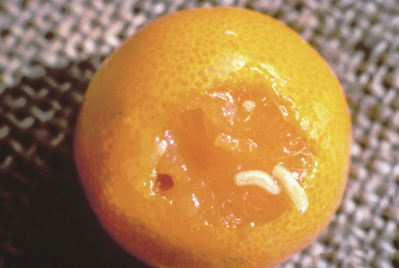 кʵӬ׳ʵ,ȡ,.