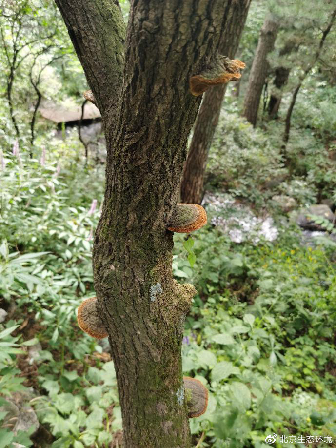 生长在丁香树上的鲍姆桑黄孔菌(何双辉供图)