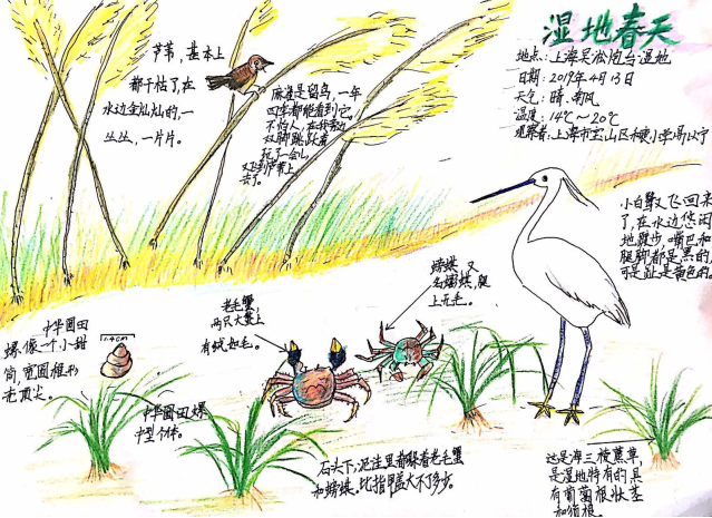 这篇湿地自然笔记"很热闹".