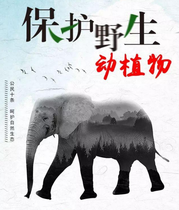 呵护自然生态保护野生动物