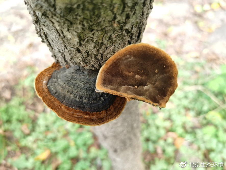 生长在丁香树上的鲍姆桑黄孔菌(何双辉供图)