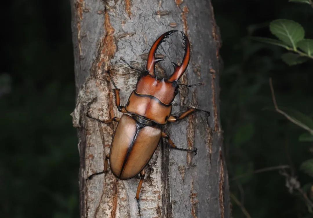 北京生物图鉴 | 褐黄前锹甲