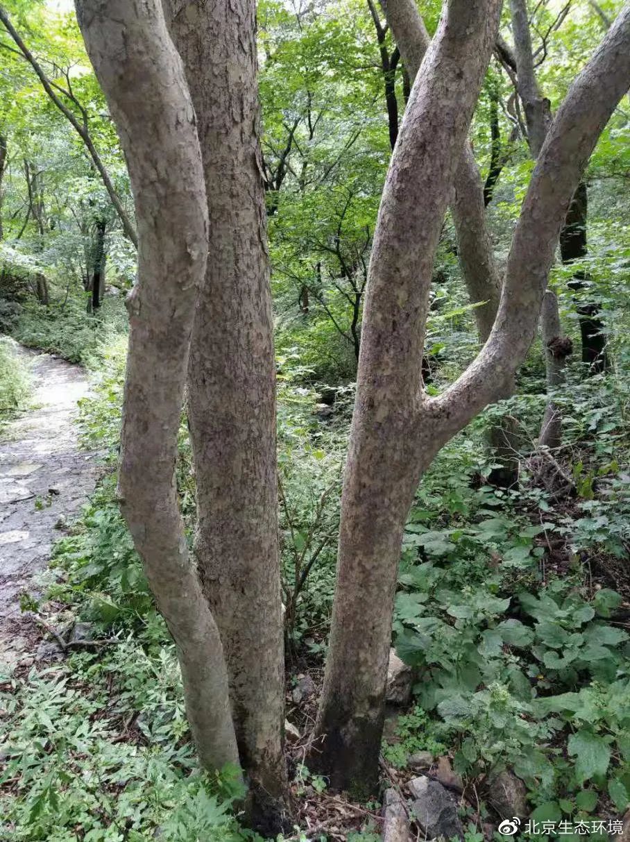 北京生物图鉴脱皮榆