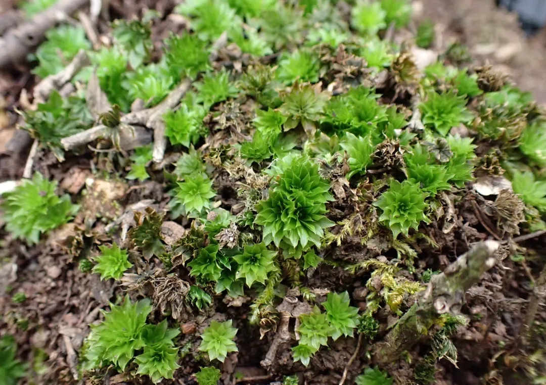 北京生物图鉴 | 狭边大叶藓-京环之声