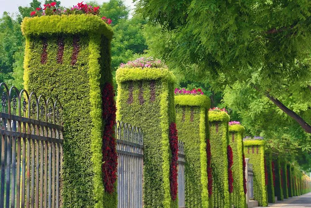 绿雕围墙成风景