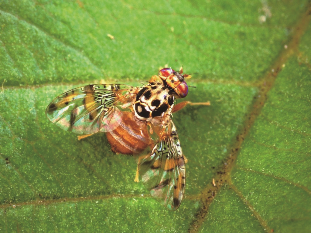 与普通苍蝇灰溜溜的形象不同,地中海实蝇在阳光照射下,会闪烁出斑斓的