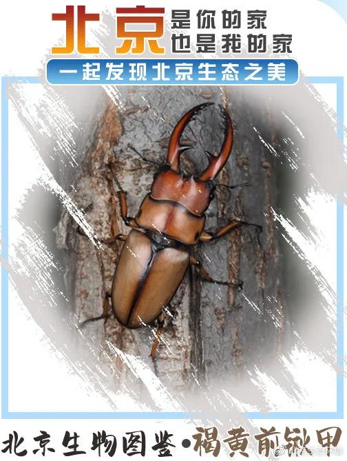 北京生物图鉴 | 褐黄前锹甲