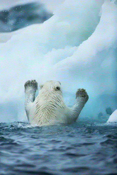 当虎鲸妈妈为了去世的宝宝悲鸣时32的北极圈无家可归的北极熊也面临着