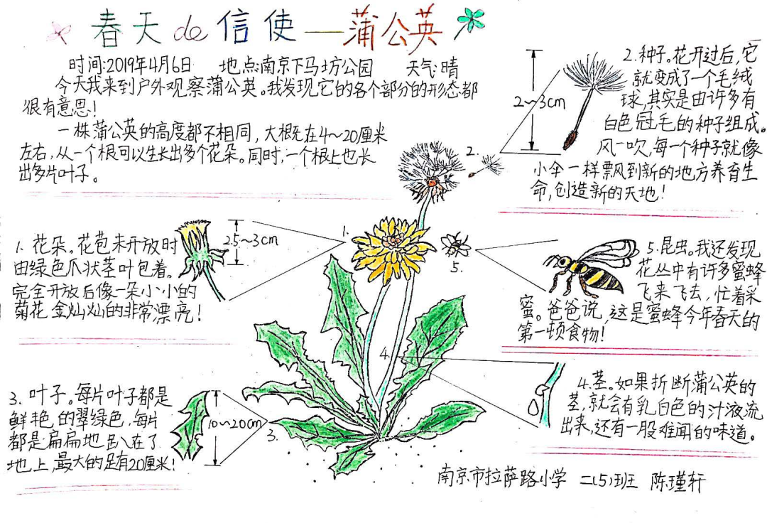 这幅自然笔记作品对蒲公英的茎,叶,花,种子和前来采蜜的昆虫都有着