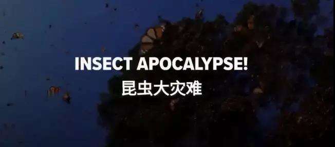 昆虫将在未来几十年灭绝 保护昆虫 人人有责 京环之声 昆虫将在未来几十年灭绝 保护昆虫 人人有责 京环之声