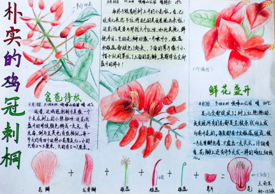 植物记录卡山茶花图片