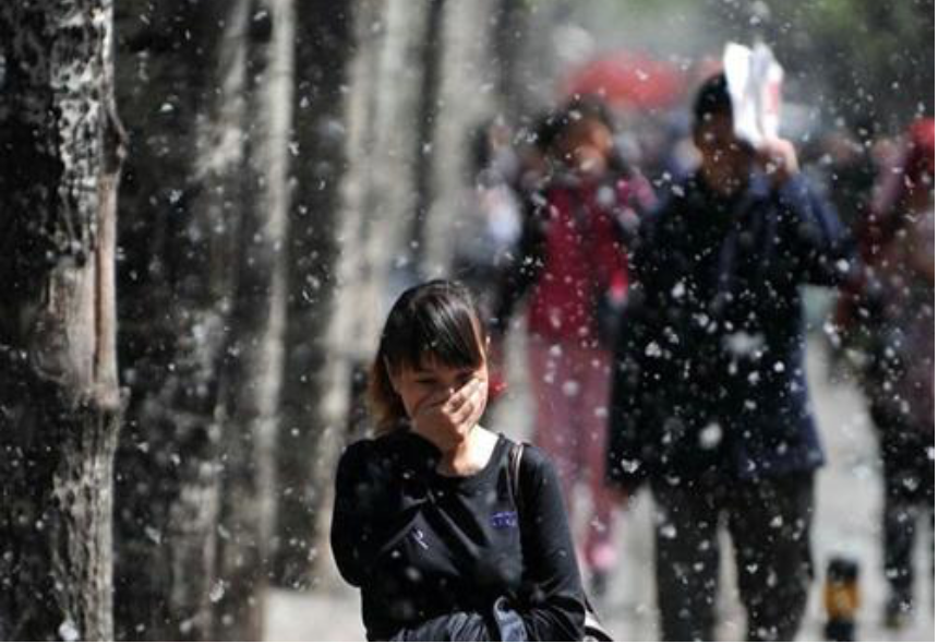 但是,也会遇到些烦心事,近几年大家戏谑北京春季有"三宝":柳絮,沙尘和