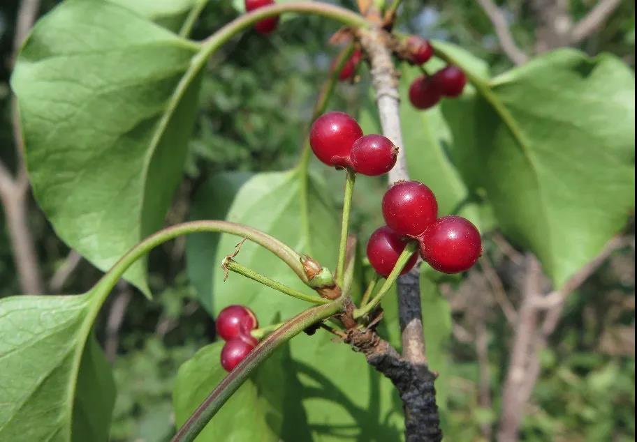 北京生物图鉴 | 丁香叶忍冬-京环之声