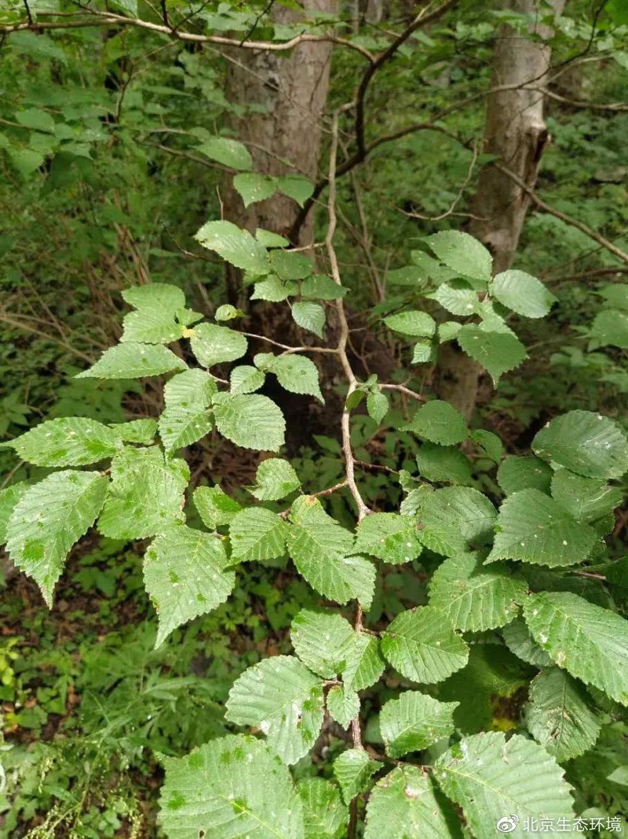 北京生物图鉴脱皮榆