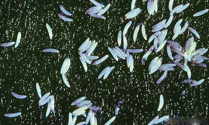 地中海实蝇虽与苍蝇同根,习性却截然不同.