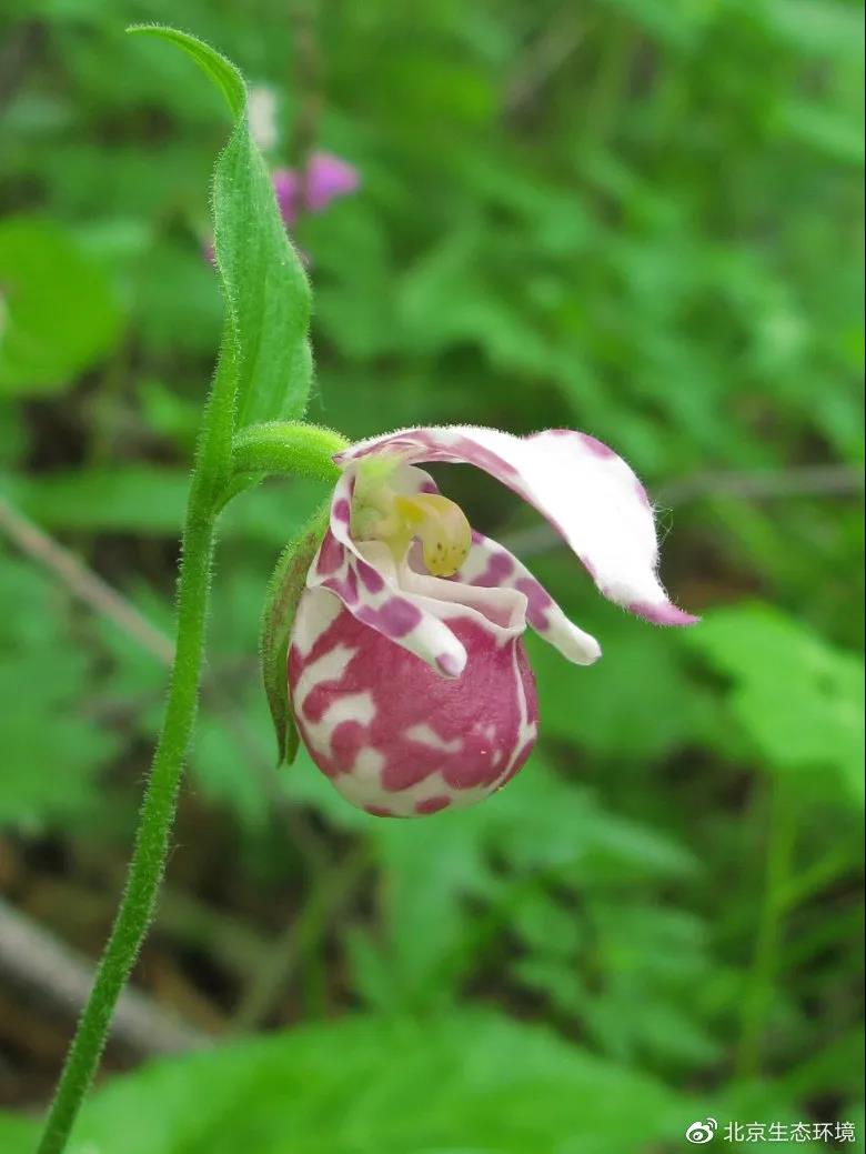 北京生物图鉴紫点杓兰