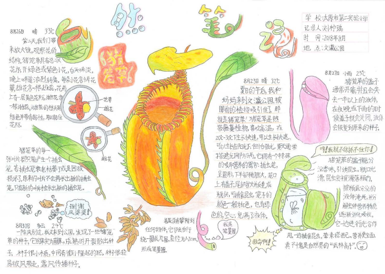 观察荠菜的笔记