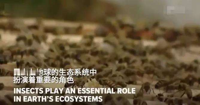 昆虫将在未来几十年灭绝 保护昆虫 人人有责 京环之声 昆虫将在未来几十年灭绝 保护昆虫 人人有责 京环之声